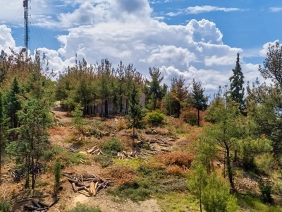 Έσφαξε και έγδαρε αρνί στο Σέιχ Σου για ...