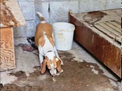 Κρήτη: Τέσσερα σκυλιά βρέθηκαν υποσιτισμ...