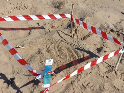 Εμφανίστηκαν οι πρώτες φωλιές Caretta - ...