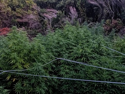 Πύργος: Έπιασαν επ' αυτοφώρω δύο άνδρες ...