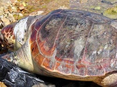 Ο άδικος θάνατος μιας θαλάσσιας χελώνας ...