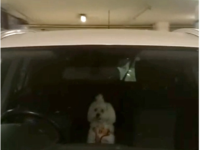 Οδηγός άφησε το σκυλάκι στο αυτοκίνητο μ...