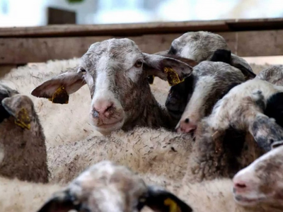 ΑΑΔΕ: Μπλόκο σε 8.000 απαγορευμένα εμβόλ...