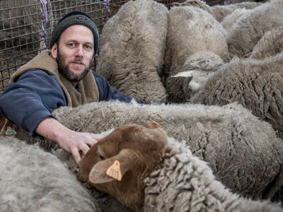 "Πρόβατα" (Sheep) του Ruud De Keyser.