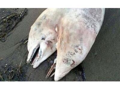 Ξεβράστηκε νεκρό σπάνιο δελφίνι με δύο κεφάλια!