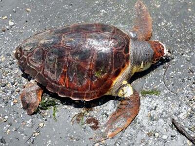  Ψαράς τραυμάτισε καρέτα- καρέτα στον Μαλιακό