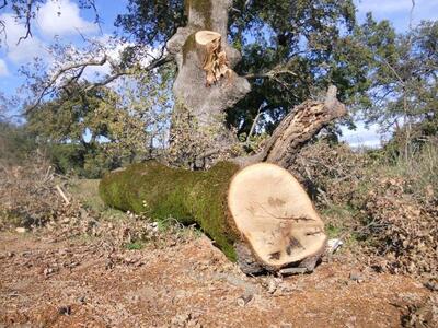 Ηλεία: Μεγάλη πληγή η λαθροϋλοτομία