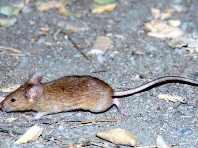 Γαλλία: Επιστημονική ομάδα τοποθέτησε ψε...