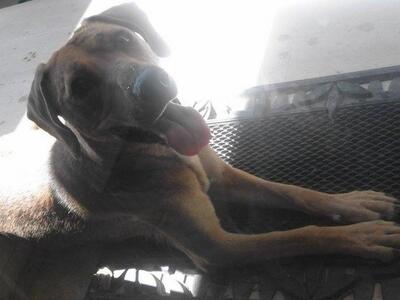 Πάτρα: Βρέθηκε σκυλίτσα στον Αγ. Ιωάννη ...