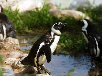  Στη ζωή των πιγκουίνων - ΔΕΙΤΕ ΤΟ ΒΙΝΤΕΟ