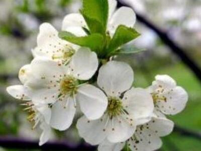 «Ανθίζουν» οι ελληνικές εξαγωγές λουλουδιών