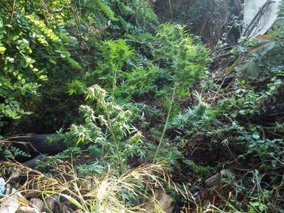 Ανδραβίδα: Καλλιεργούσε χασίς στην αυλή ...