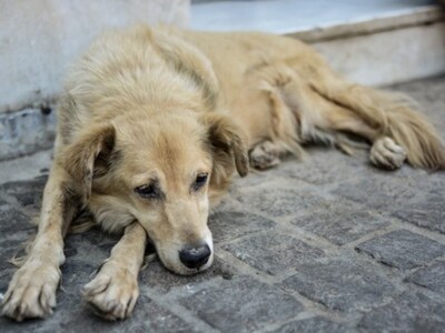 Σκότωσαν με φόλες σκύλους στο Σαντομέρι Αχαϊας