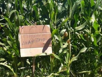 Aγρίνιο: Προσοχή σε όσους βουτάνε καλομπόκια 