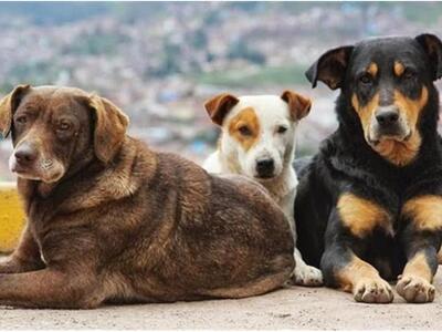 «Κοινο_Τοπία» και «Πολίτες Εν Δράσει» αν...