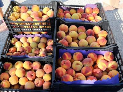 Αγρίνιο: Δωρεάν ροδάκινα από το Κοινωνικ...