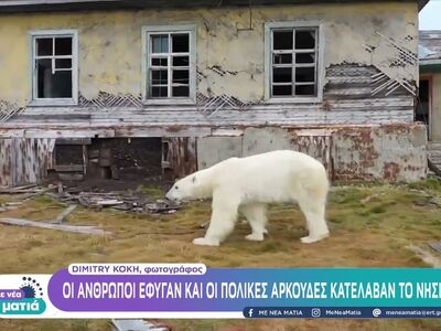 Στο νησί των πολικών αρκούδων