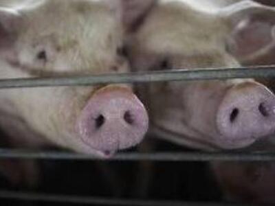 Ξηρόμερο: Του έκλεψαν τα γουρούνια και τ...