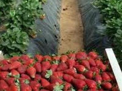 4.089 νόμιμοι φραουλάδες στα χωράφια της Ηλείας 