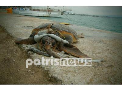 Νεκρή χελώνα caretta caretta ξεβράστηκε ...