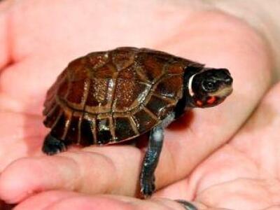 Στην βαλίτσα του έκρυβε 1.000 χελώνες!