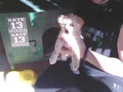 Πρέβεζα: Κακοποίησαν βάναυσα μικρό σκυλάκι 