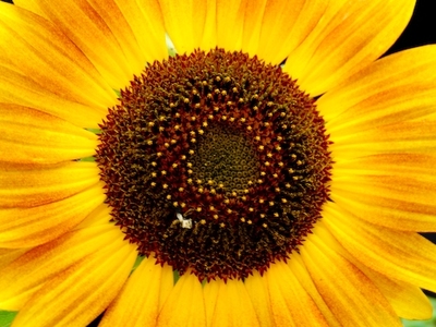 Στο Ευρωκοινοβούλιο οι απελάσεις τσιγγάν...