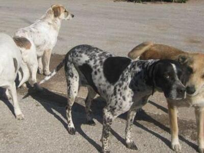 Αμαλιάδα: Στέκι αδεσπότων ο Ι.Ν. Αγίου Αθανασίου