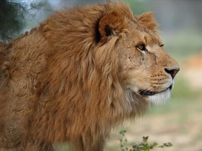 ΗΠΑ: Θετικά στον κορωνοϊό 6 λιοντάρια κα...