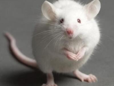 Πειραματόζωα παράλυτα λόγω σκλήρυνσης κα...