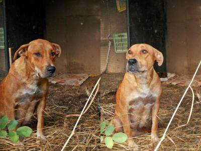 Δυτική Αχαϊα: Επιχείρηση από Δήμο, Πυροσ...