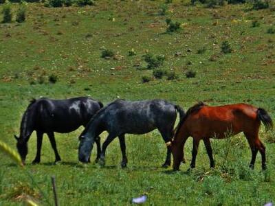 Γαλλία: Νέο διατροφικό σκάνδαλο με άλογα...