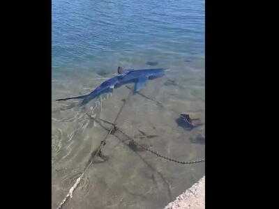 Γαλάζιος καρχαρίας στην μαρίνα της Γλυφά...