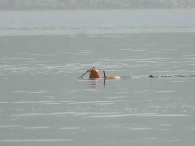 Πάτρα: Ο ψαροντουφεκάς ήταν παράνομος - ...