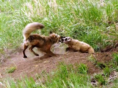 Αλεπού παλεύει με ασβό για να προστατεύσ...