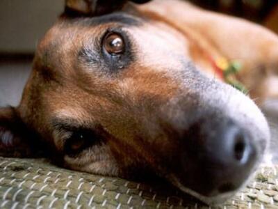 Ένα κρεμασμένο σκυλί σε καρότσα φορτηγού...