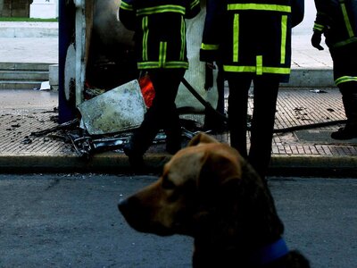 Καλάβρυτα: Σκύλος έσωσε δυο νεαρούς από τη φωτιά 