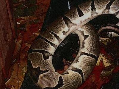 ΗΠΑ: Νεαρός έδειρε τη φίλη του με πύθωνα