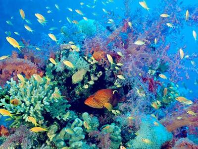 Οι Οικολόγοι Πράσινοι για τη σημερινή πα...