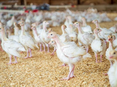 Ολλανδία-γρίπη των πτηνών: Θανατώθηκαν 1...