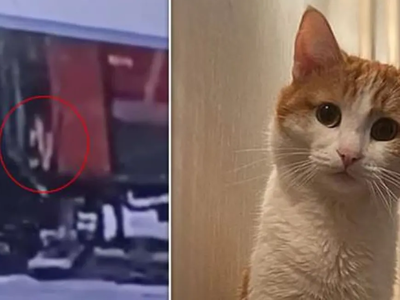 Ρωσία: Οργή για ελεγκτή που πέταξε γάτα ...