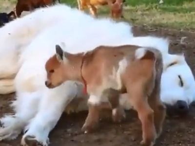 Κατσίκια πραγματικός «εφιάλτης» δεν αφήν...