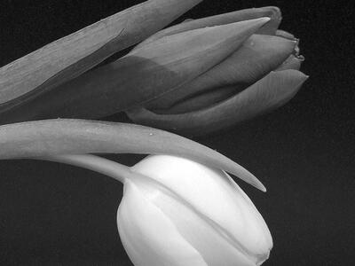 Έξι χρόνια χωρίς την Ελευθερία Βρη