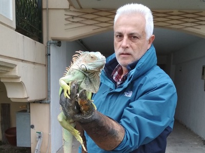 Μεγάλο ιγκουάνα βρέθηκε δίπλα σε κάδο απ...