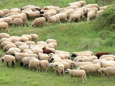 Hλεία: Σε καραντίνα για τον καταρροϊκό π...