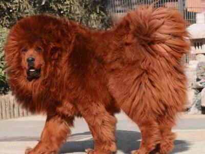 Έδωσε 1,5 εκατ. € για κουτάβι