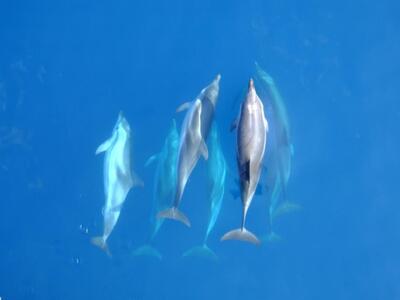 Δελφίνια και φάλαινες στον Κόλπο της Καβ...