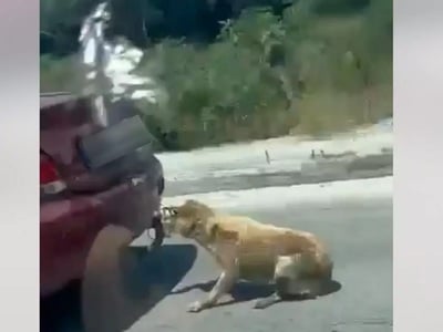 Ζάκυνθος: Συνελήφθη ο άνδρας που έσερνε ...