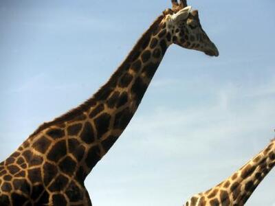 Υπάλληλοι ζωολογικού κήπου απειλήθηκαν ε...