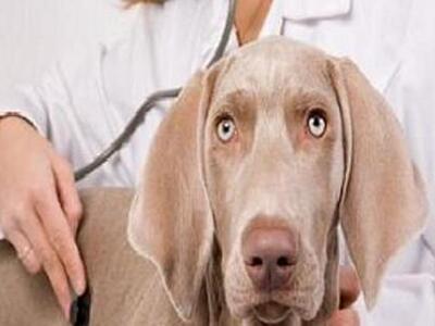 Πάτρα: Ο Δήμος καλεί τους κτηνιάτρους γι...